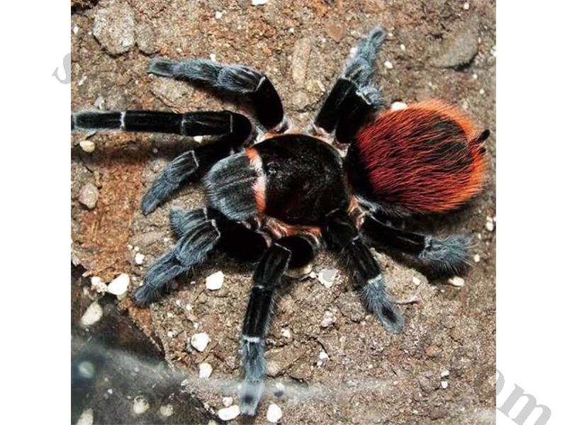 Brachypelma Vagans Mexican Red Rumb L2 Burada